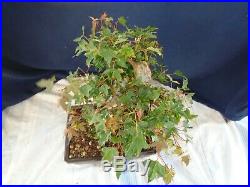 M118 Japanese trident maple tokaede acer buergerianum bonsai