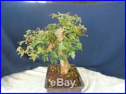 M118 Japanese trident maple tokaede acer buergerianum bonsai
