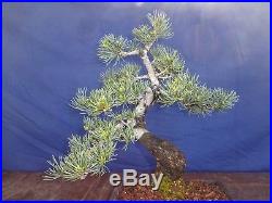 M12 Japanese white pine bonsai Miyajima goyo