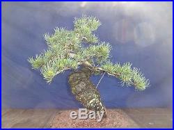 M12 Japanese white pine bonsai Miyajima goyo