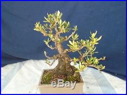 M149 Olive olea europaea shohin bonsai