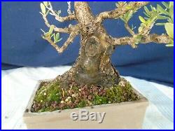 M149 Olive olea europaea shohin bonsai