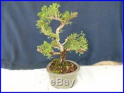 M14 Japanese shinpaku juniper juniperus chinensis shohin bonsai