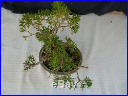 M14 Japanese shinpaku juniper juniperus chinensis shohin bonsai
