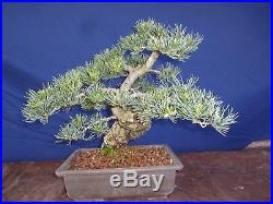 M22 Japanese white pine bonsai Miyajima goyo