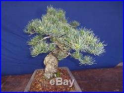 M22 Japanese white pine bonsai Miyajima goyo