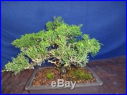 M25 Japanese dwarf shinpaku juniper bonsai itoigawa