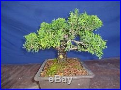 M25 Japanese dwarf shinpaku juniper bonsai itoigawa