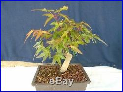 M2 Japanese maple acer palmatum bonsai