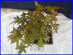 M2 Japanese maple acer palmatum bonsai