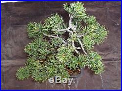 M33 Japanese white pine bonsai Miyajima goyo