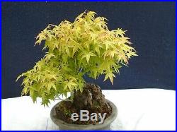 M35 Japanese dwarf maple acer palmatum kiyohime ishitsuki bonsai