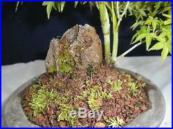 M35 Japanese dwarf maple acer palmatum kiyohime ishitsuki bonsai