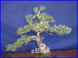 M35 Japanese white pine bonsai Miyajima goyo