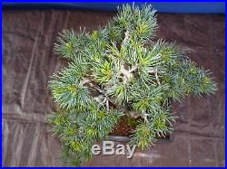 M35 Japanese white pine bonsai Miyajima goyo
