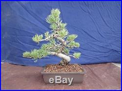 M3 Japanese white pine bonsai Miyajima goyo