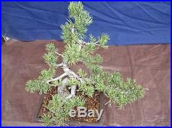 M3 Japanese white pine bonsai Miyajima goyo