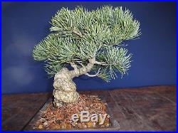 M46 Japanese white pine bonsai Miyajima goyo