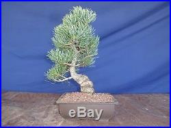 M48 Japanese white pine bonsai Miyajima goyo