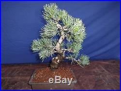 M55 Japanese white pine bonsai Miyajima goyo