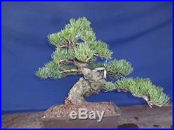 M56 Japanese white pine bonsai Miyajima goyo