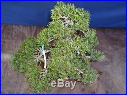 M56 Japanese white pine bonsai Miyajima goyo