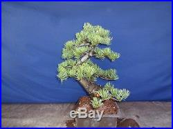M57 Japanese white pine bonsai Miyajima goyo