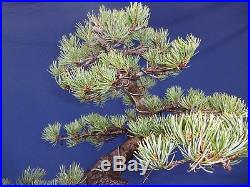 M57 Japanese white pine bonsai Miyajima goyo