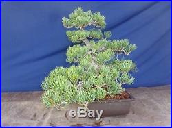 M60L Japanese white pine bonsai Miyajima goyo