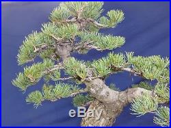 M60L Japanese white pine bonsai Miyajima goyo
