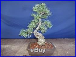 M69 Japanese white pine bonsai Miyajima goyo