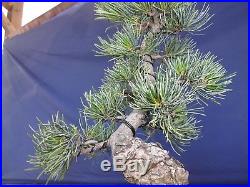 M69 Japanese white pine bonsai Miyajima goyo