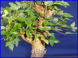 M70 Japanese trident maple bonsai kaede