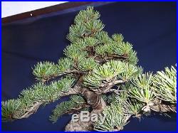 M73 Japanese white pine bonsai Miyajima goyo