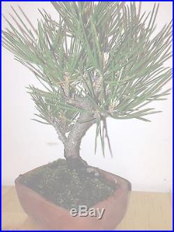 MAME SHOHIN JAPANESE BLACK PINE FANTASTIC TREE, GREAT MOVEMENT, FROM SEED