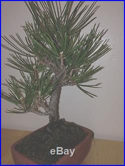 MAME SHOHIN JAPANESE BLACK PINE FANTASTIC TREE, GREAT MOVEMENT, FROM SEED