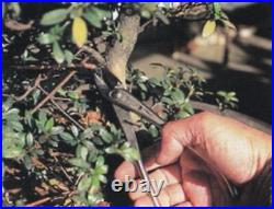 MASAKUNI BONSAI Tools No. 61 Pruning Warped blade and branch cutter Made in Japan