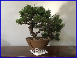 MUGO PINE Bonsai Tree