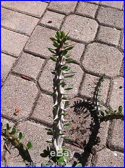 Madagascar Ocotillo Plant 1 Succulent Cactus Offset Cutting