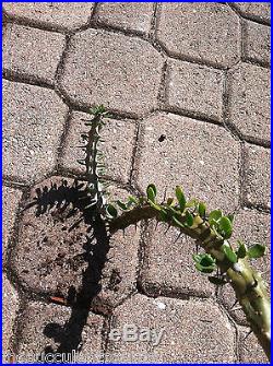 Madagascar Ocotillo Plant 1 Succulent Cactus Offset Cutting