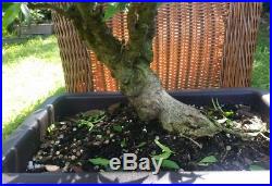 Mai Chiu Thu lá Kim Water Jasmine (Wrightia religiosa) pre bonsai #3