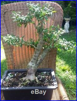 Mai Chiu Thu lá Kim Water Jasmine (Wrightia religiosa) pre bonsai #7