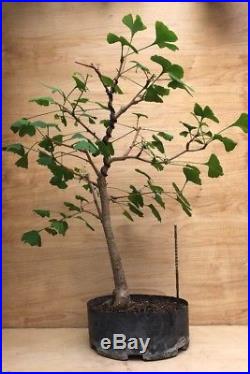 Maidenhair Ginkgo Biloba Pre Bonsai Tree Big Thick Trunk Specimen