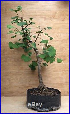 Maidenhair Ginkgo Biloba Pre Bonsai Tree Big Thick Trunk Specimen