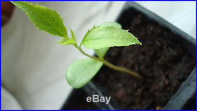 Malus Domestica APPLE TREE Bonsai 10 seeds