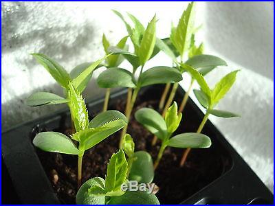 Malus Domestica APPLE TREE Bonsai 10 seeds