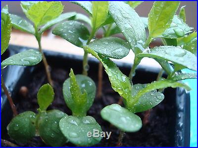 Malus Domestica APPLE TREE Bonsai 20 seeds + extra seed