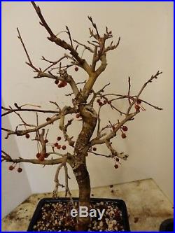 Malus apple pre bonsai tree