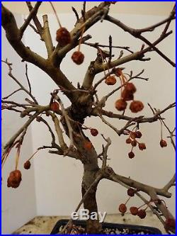 Malus apple pre bonsai tree