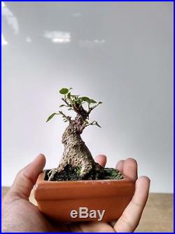 Mame Bonsai Ficus Microcarpa NICE ROOTS